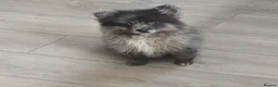 Pomeranian dogs for sale:  3 gorgeous pomeranian puppies available  - Advert 11