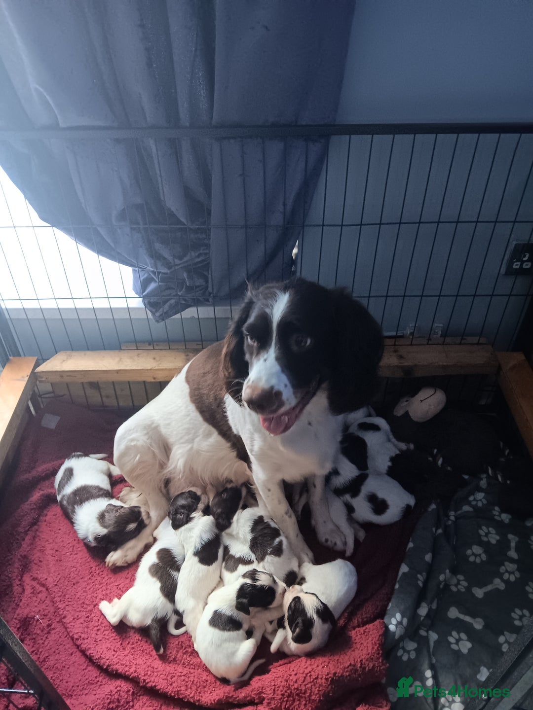 English Springer Spaniel dogs for sale: English springer spaniel pups - Image 5