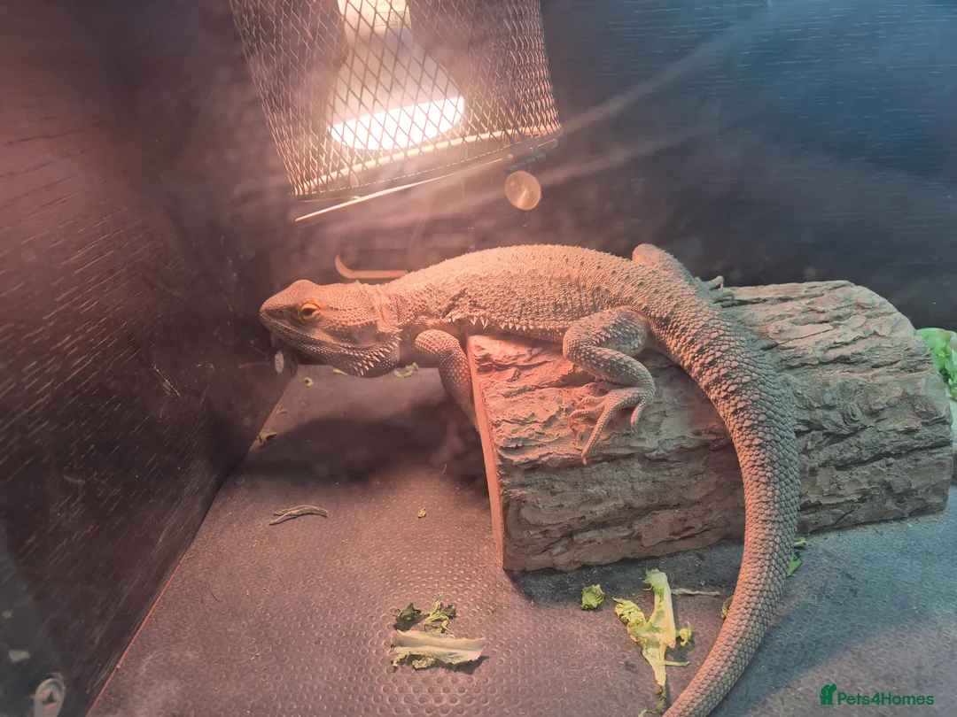 Bearded Dragon reptiles for sale: Male Bearded dragon  - Advert 3
