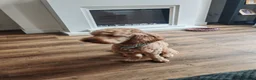 Cockapoo dogs for sale: Cockapoo male just over 4 years old - Advert 3