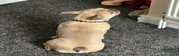 French Bulldog dogs for sale: French Bulldog Puppy - Advert 7