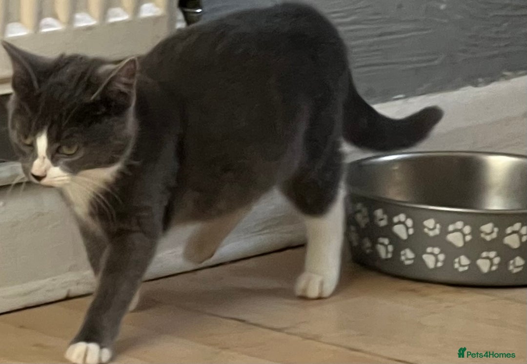 Mixed Breed cats for sale: Munchkin x British shorthair kittens - Advert 11