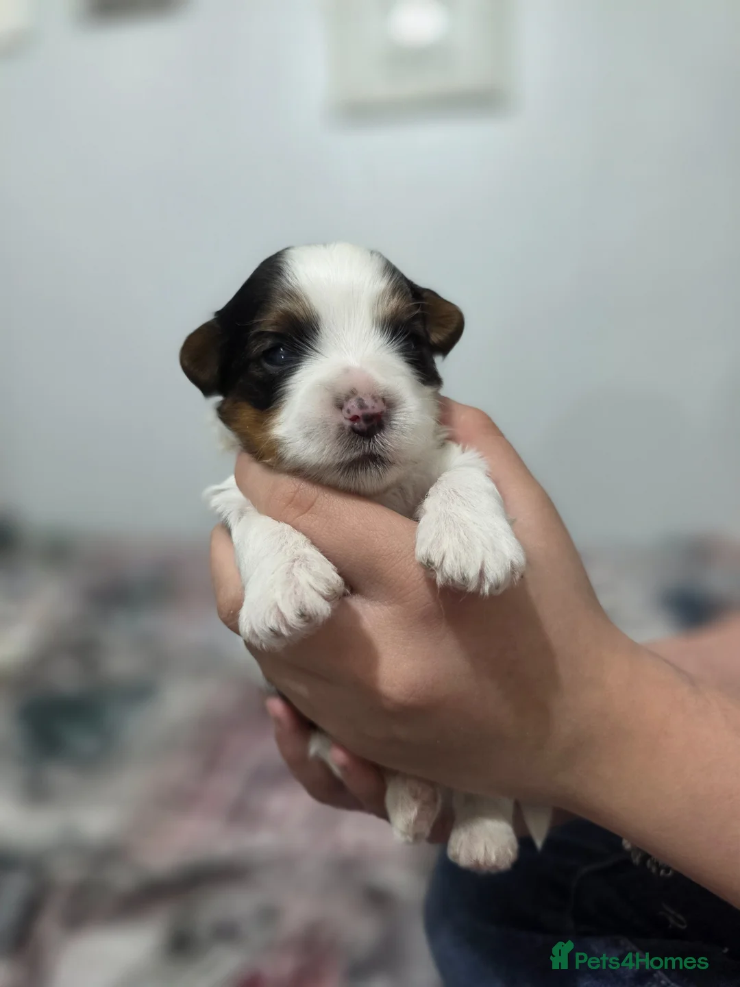 Yorkshire Terrier dogs for sale: Adorable Yorkshire Terrier (Biewer) puppies. - Advert 39