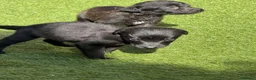 Mixed Breed dogs for sale: Bedlington whippet in Bradford - Advert 34