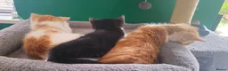 Domestic Shorthair cats for sale: Ginger females & tuxedo male - Advert 11