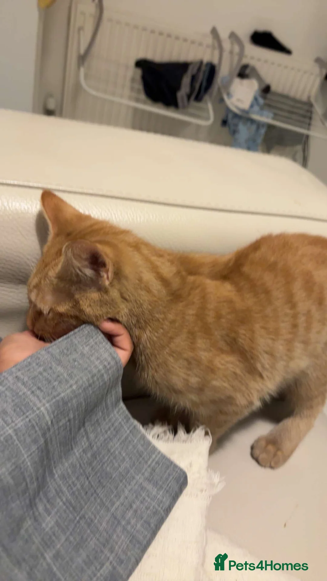 Domestic Shorthair cats for sale: 13 weeks ginger  in London - Advert 2