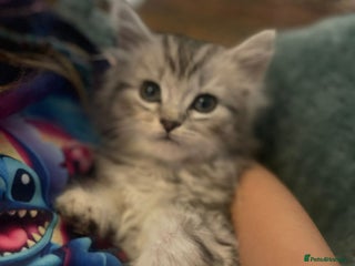 Mixed Breed cats - Advert 28