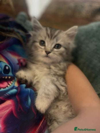 Mixed Breed cats - Advert 13