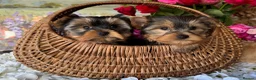 Yorkshire Terrier dogs for sale:  Yorkshire Terrier puppies. - Advert 3