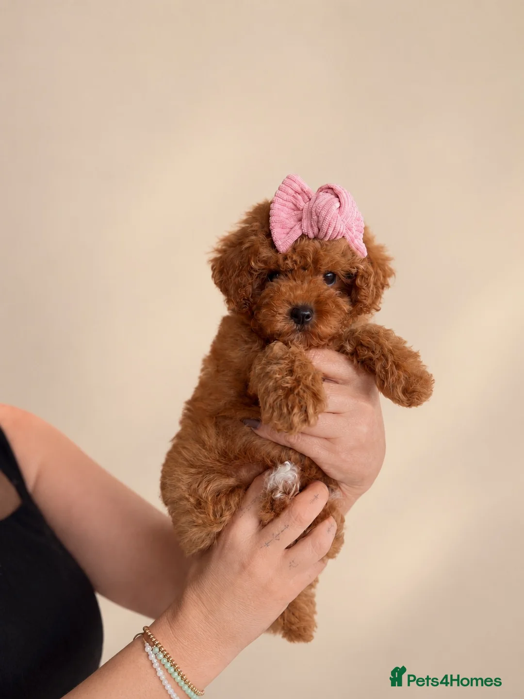Toy Poodle dogs for stud: Asian Deep red Proven KC toy poodle for stud  - Advert 8
