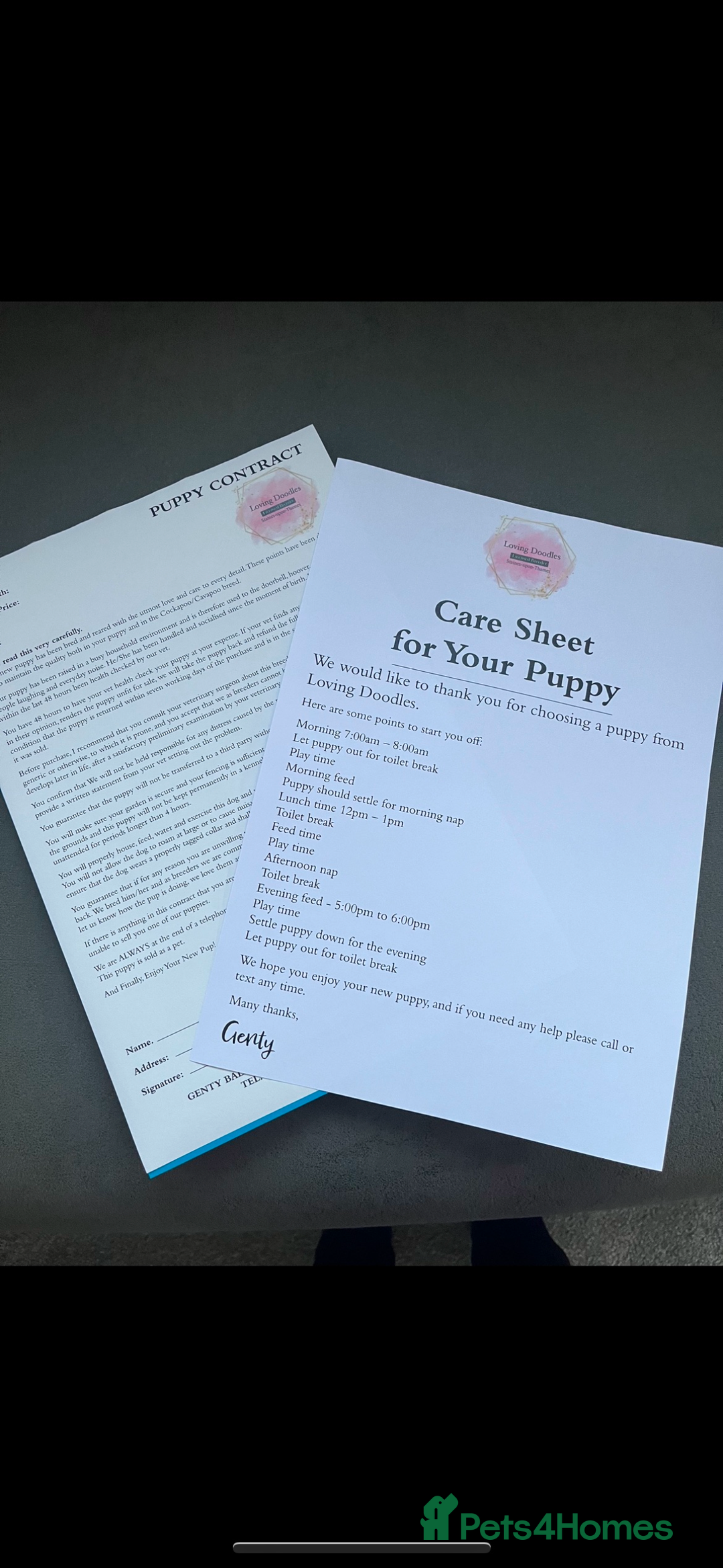 Cockapoo dogs for sale: 🐾STUNNING COCKERPOO F1 health tested parents 🐾 - Image 5