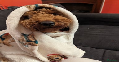 Miniature Poodle dogs - Advert 3