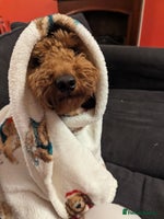 Miniature Poodle dogs - Advert 2