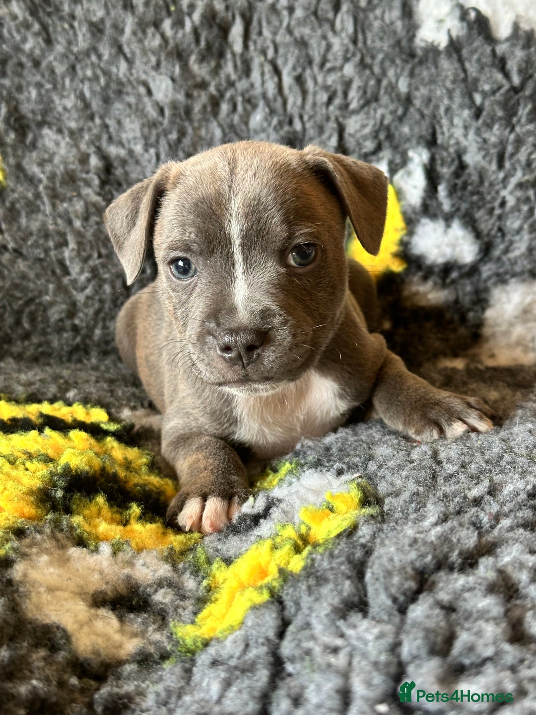 Staffordshire Bull Terrier dogs for sale: Adorable KC Reg/Health Tested SBT Puppies - Image 16