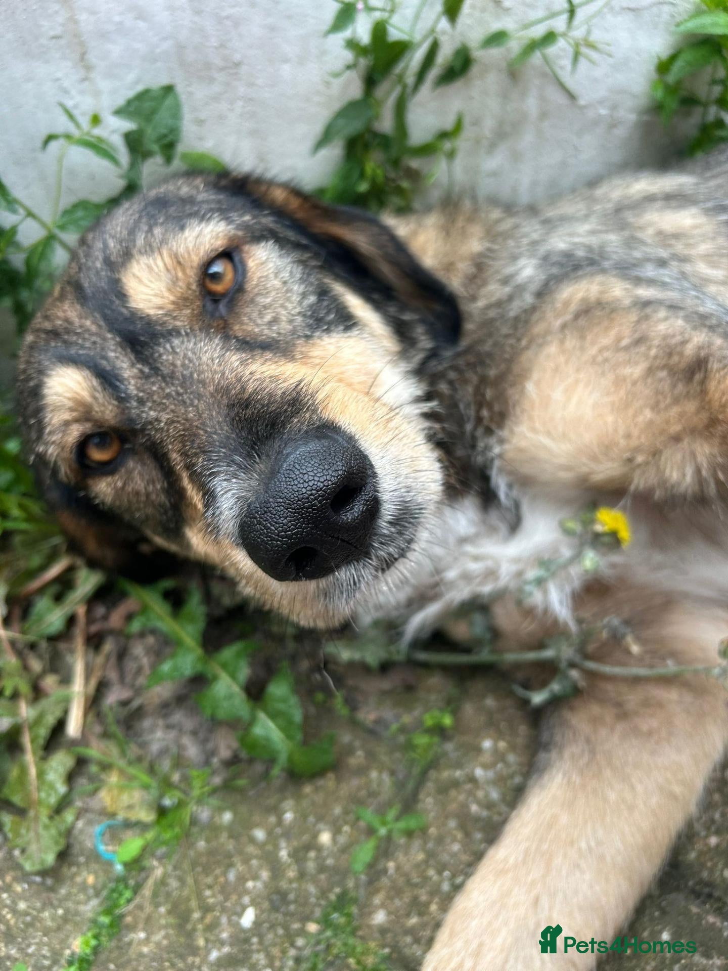 Mixed Breed dogs Meet Fenya, your new best friend! - Advert 2