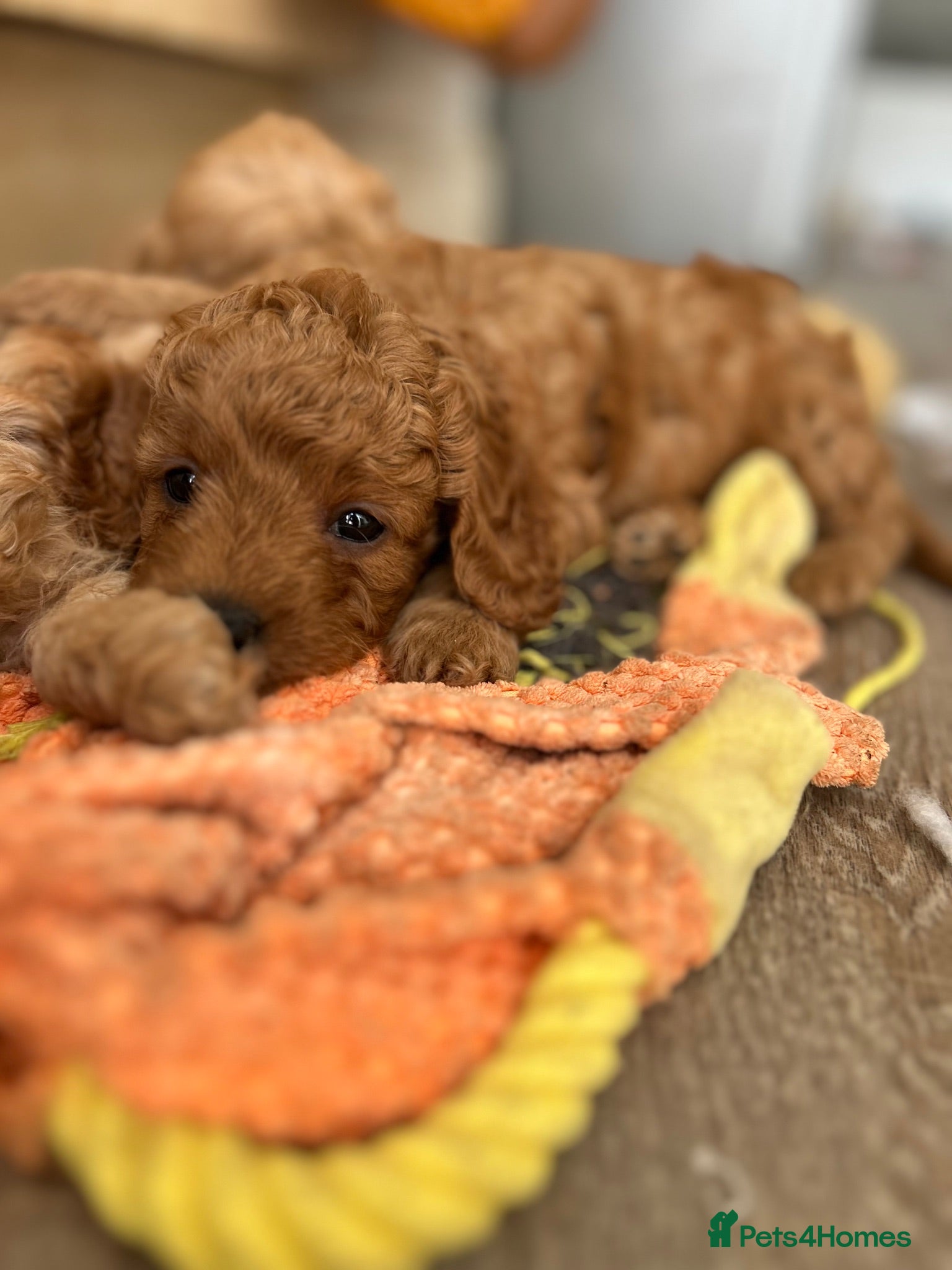 Cockapoo dogs Cockapoo Pups Health Tested Parents - Advert 1