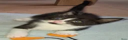 Domestic Shorthair cats for sale: 5 Beautiful, Playful Kittens - Advert 18