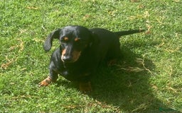 Dachshund dogs for sale: Standard dachshund girl  - Image 2