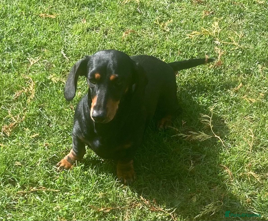 Dachshund dogs for sale: Standard dachshund girl  - Image 2