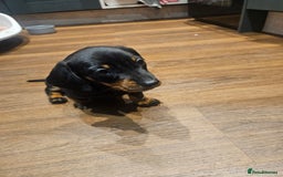 Miniature Dachshund dogs for sale: Miniature Dachshund puppies - Image 13