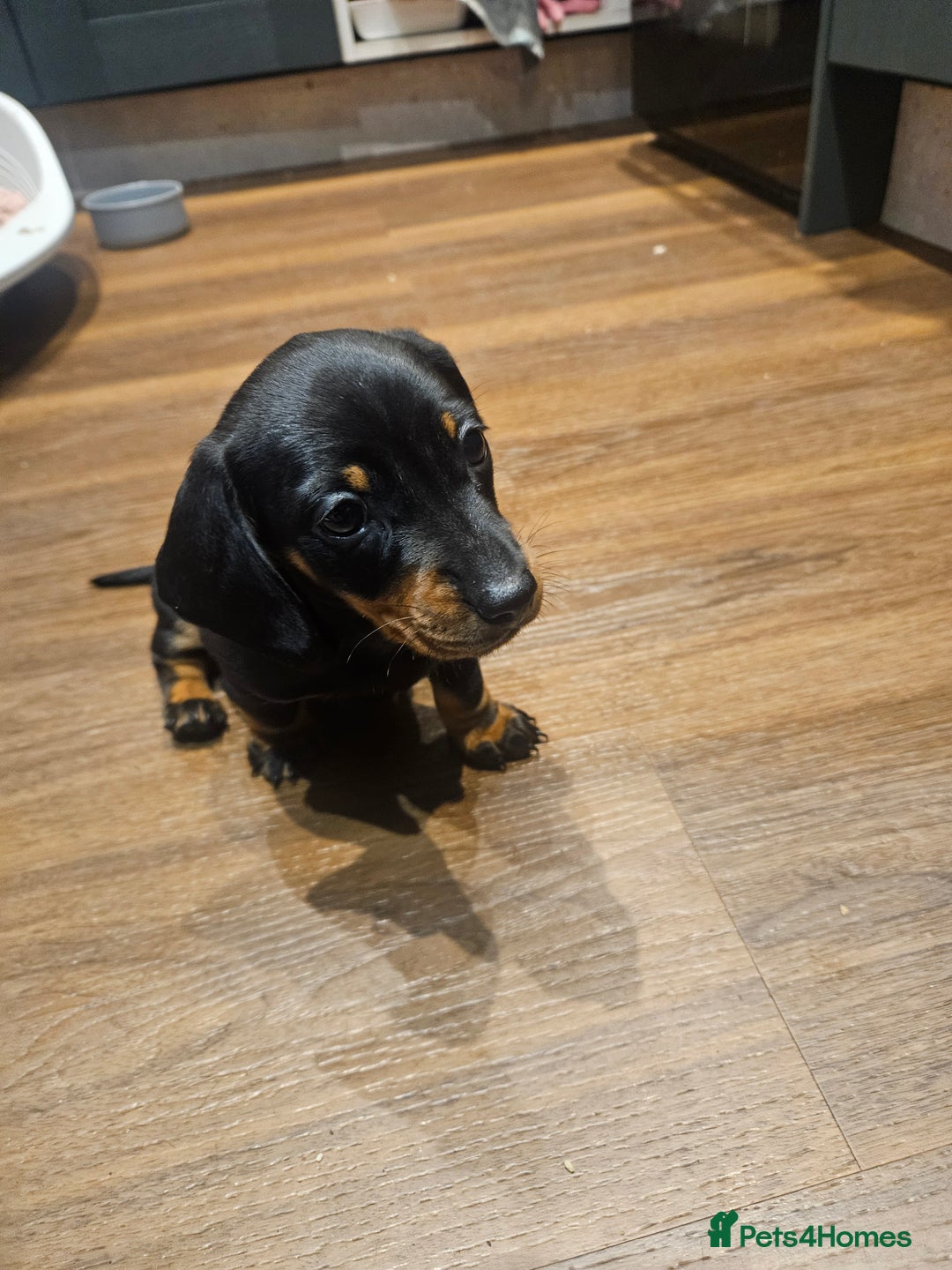 Miniature Dachshund dogs for sale: Miniature Dachshund puppies - Image 13