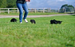 Cocker Spaniel dogs for sale: KC Reg – Fully Health Tested – Working Cocker Pups - Image 18