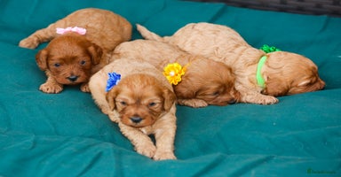Cavapoo dogs - Advert 7