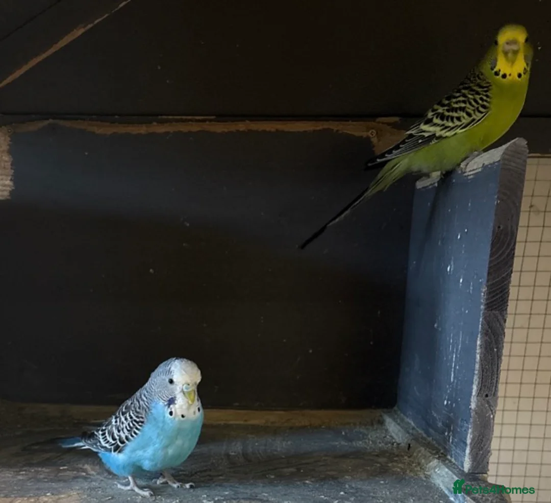Budgerigars birds for sale: Young female budgies for sale  - Advert 2