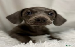 Miniature Dachshund dogs for sale: Stunning miniature dachshunds - Image 7