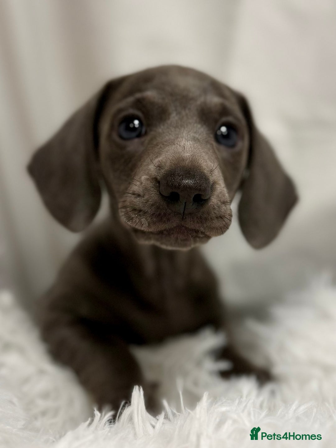Miniature Dachshund dogs for sale: Stunning miniature dachshunds - Image 7
