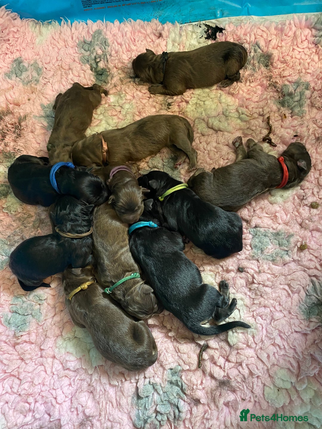 German Shepherd dogs for sale: Beautiful straight back German Shepherds  - Image 4