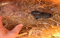 Mini Lion Lop rabbits for sale: 10£ each - Image 2