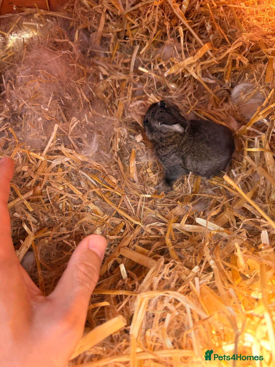 Mini Lion Lop rabbits for sale: 10£ each - Image 2