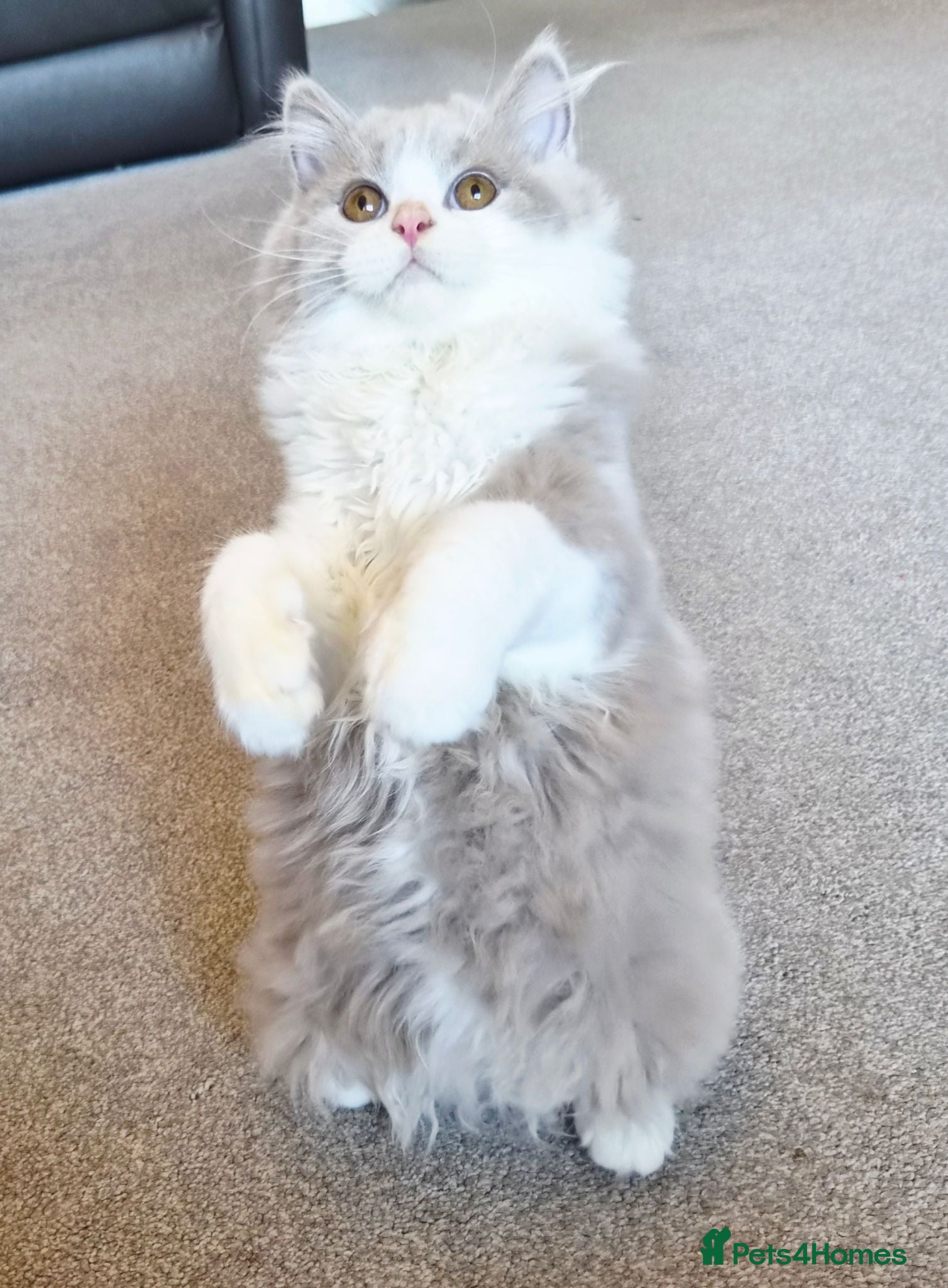 British Longhair cats Amazing loving boy  - Advert 2