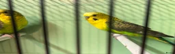 Budgerigars birds for sale: Black wing split to bf/bw pair - Advert 15