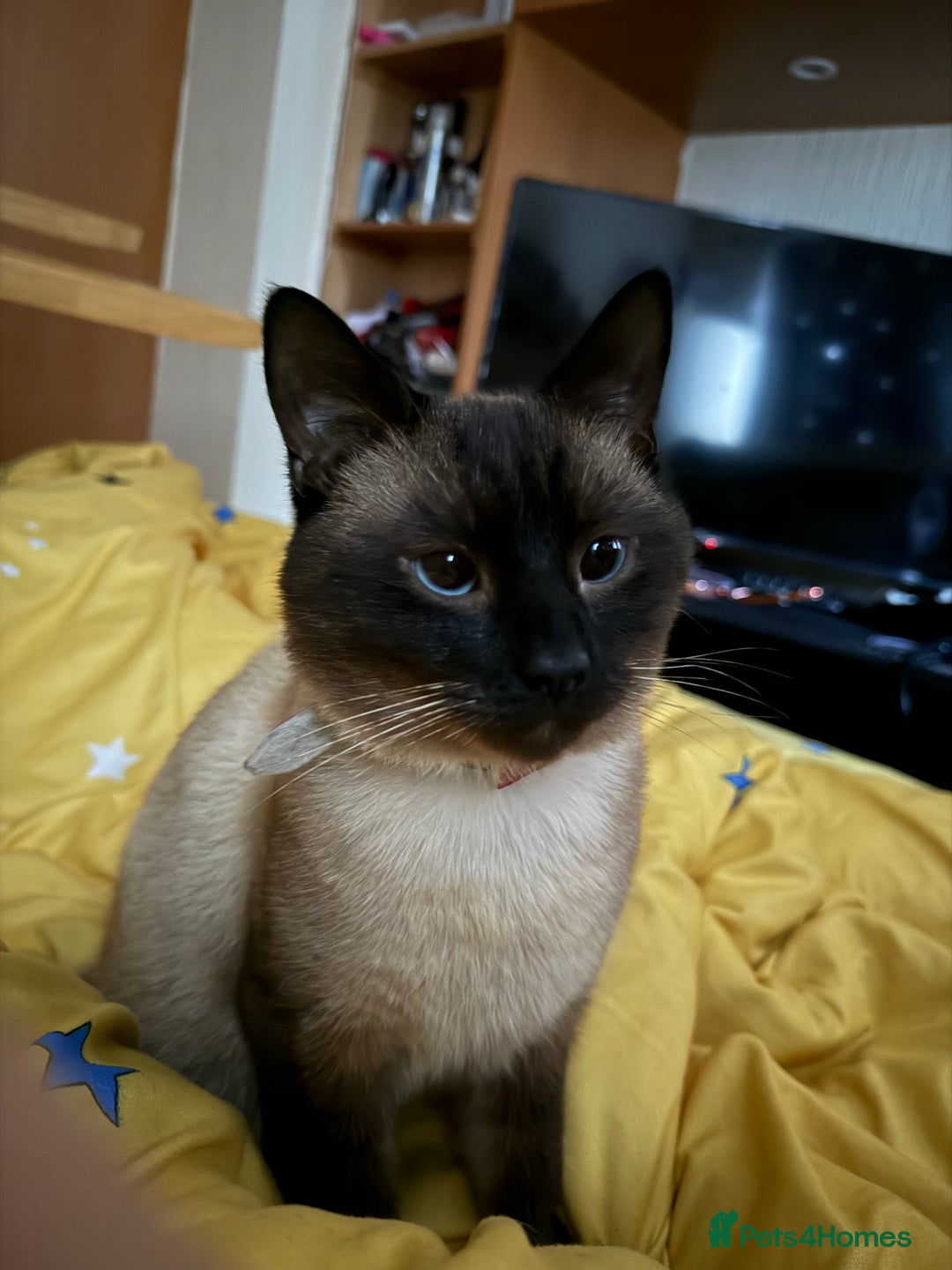 Siamese cats for sale: Moro, a boy  - Advert 6
