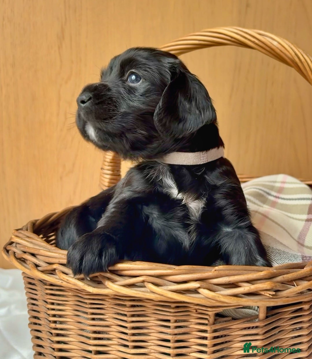 Cocker Spaniel dogs for sale: Beautiful KC REG Working Cocker Spaniel Puppies - Image 12