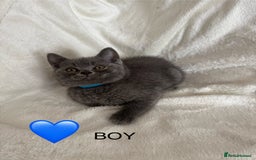 British Shorthair cats for sale: Beautiful British short hair kittens - Image 4