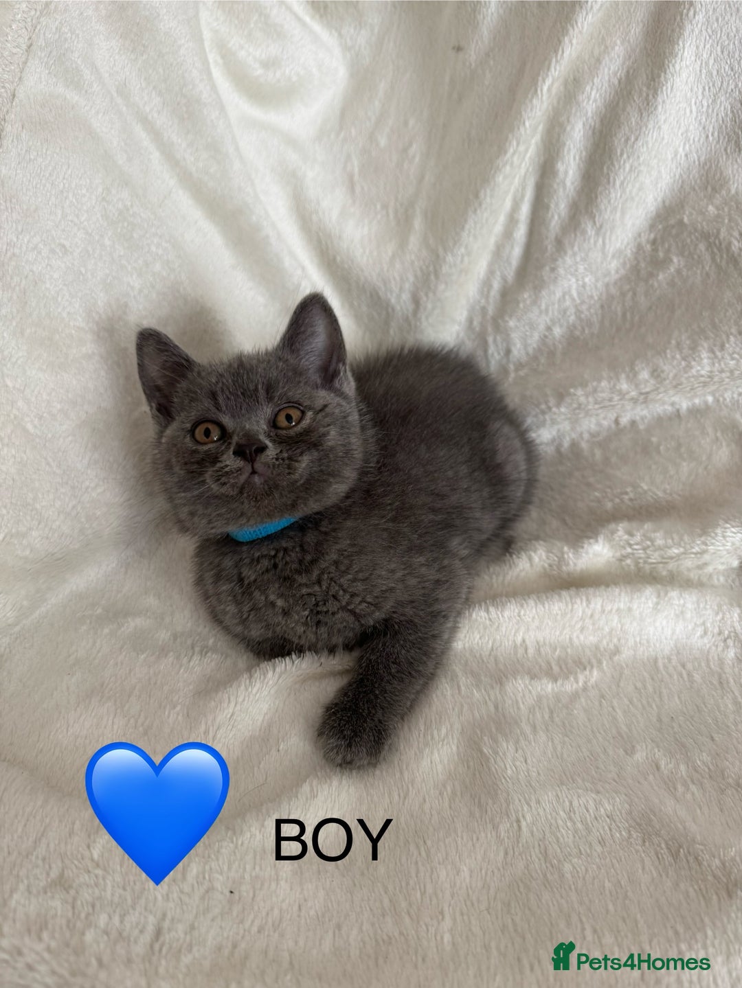 British Shorthair cats for sale: Beautiful British short hair kittens - Image 4