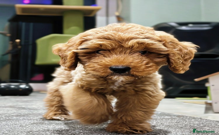 Cavapoo dogs F1b Cavapoo Puppy DNA Tested Parents +Starter Pack - Advert 14