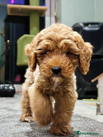 Cavapoo dogs F1b Cavapoo Puppy DNA Tested Parents +Starter Pack - Advert 1