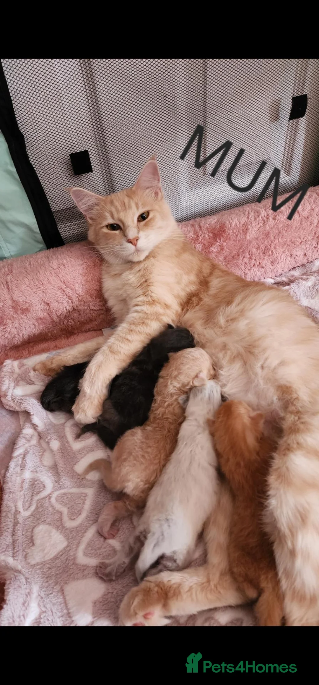Mixed Breed cats for sale: Ragcoons - Advert 1