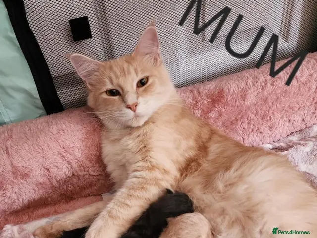 Mixed Breed cats for sale: Ragcoons - Advert 3