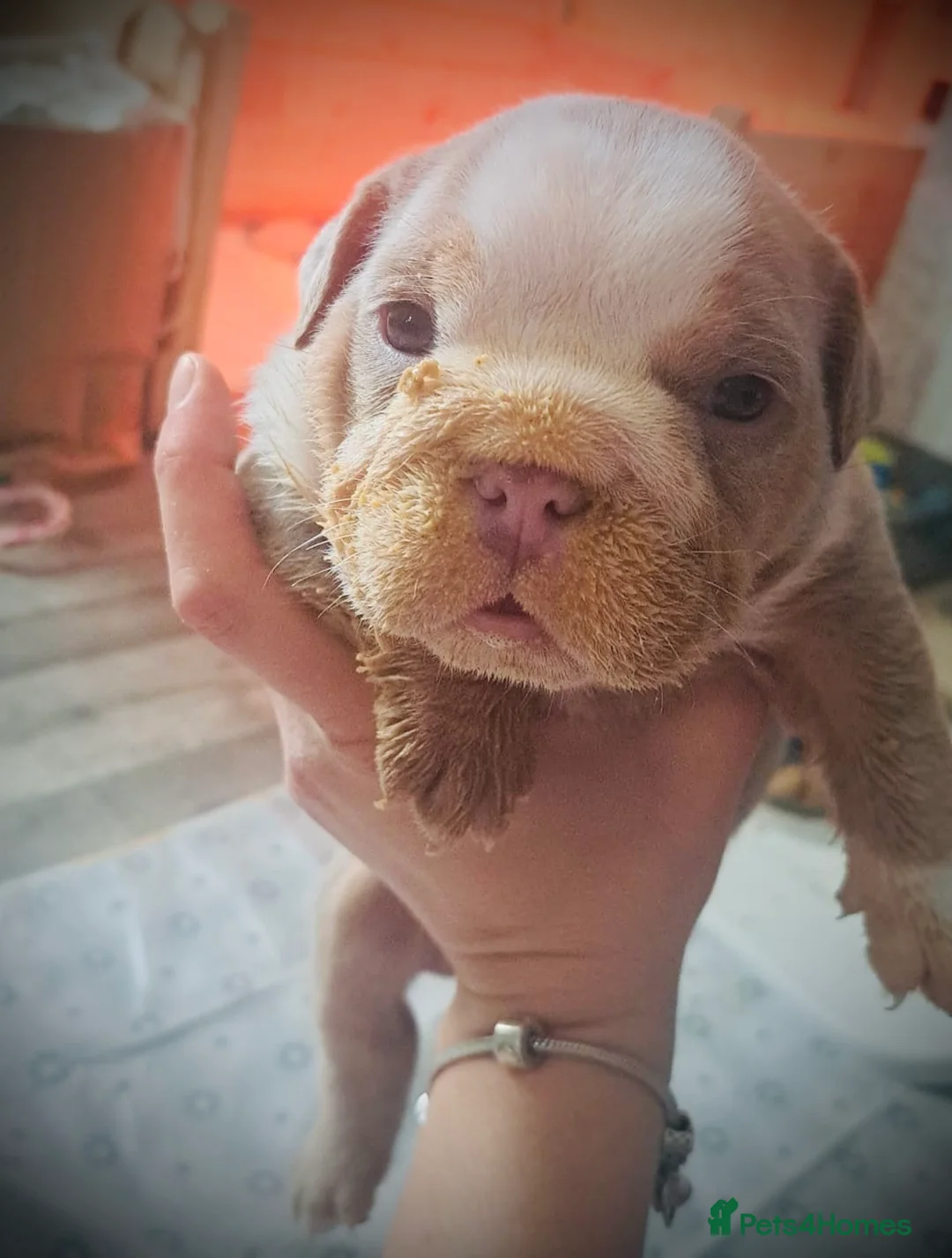 English Bulldog dogs for stud: ⭐️Proven English Bulldog available for stud⭐️ in Solihull - Advert 22