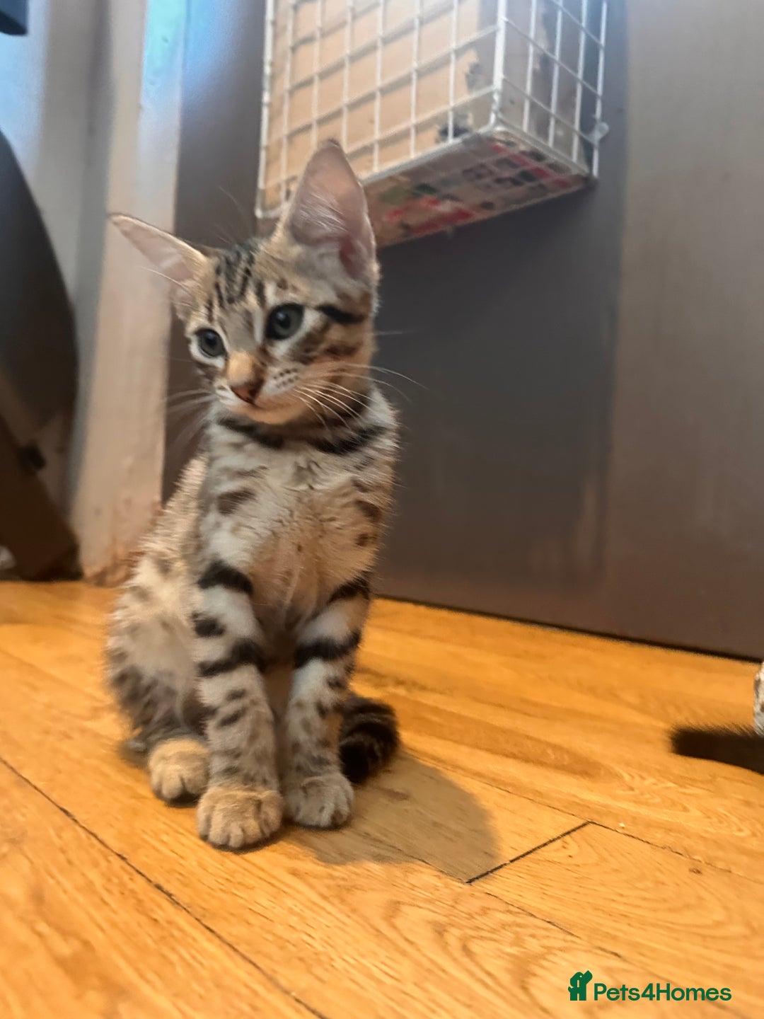 Savannah cats for sale: Savannah Kittens - Image 27