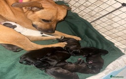 Mixed Breed dogs for sale: Staffordshire cross puppies  - Image 6