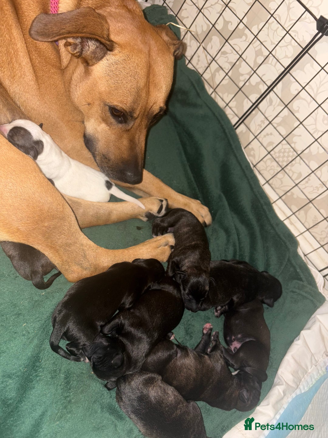 Mixed Breed dogs for sale: Staffordshire cross puppies  - Image 6