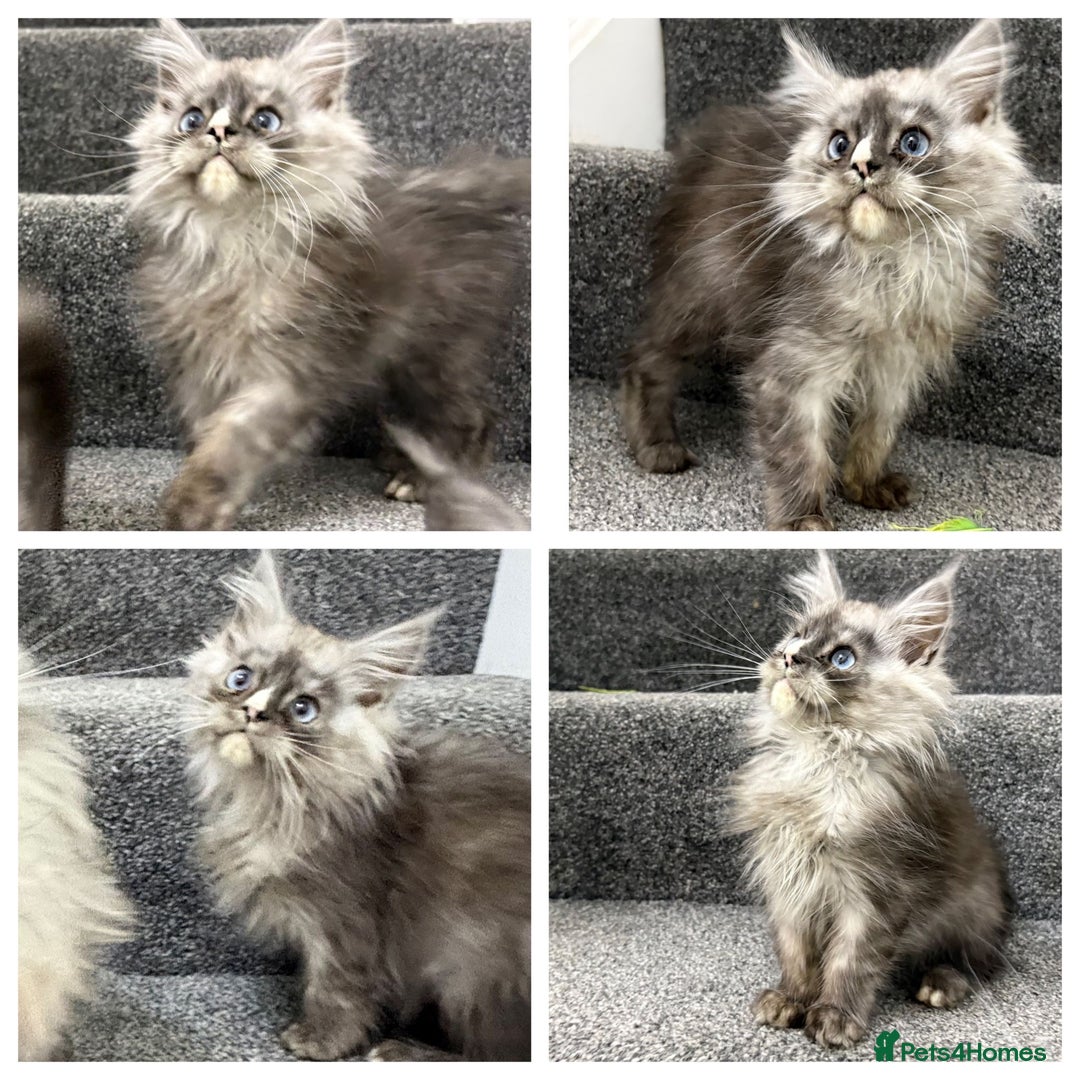 Maine Coon cats for sale: Maine coon kittens  - Advert 3