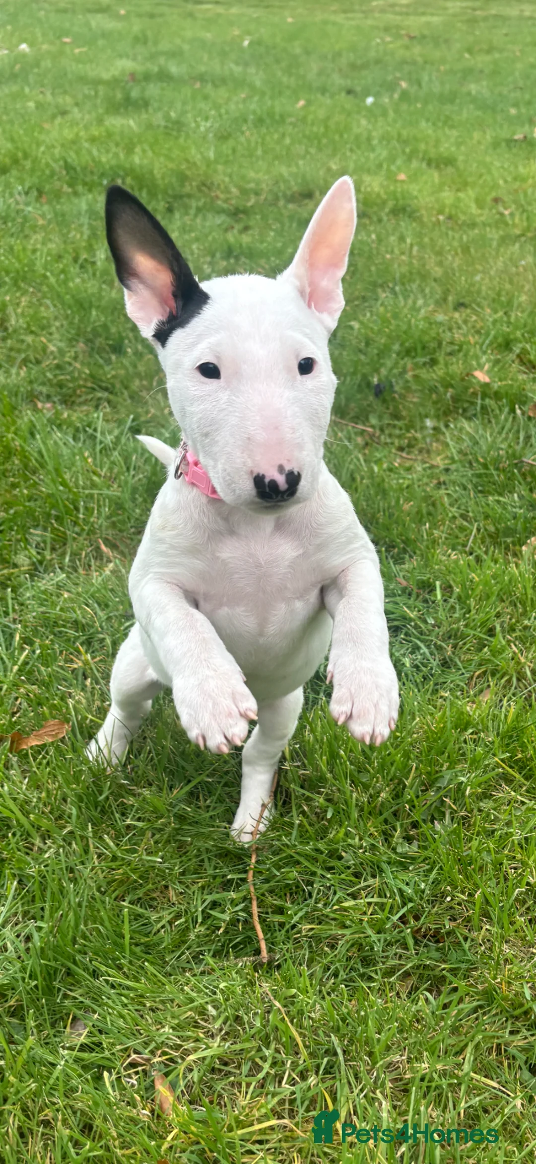 English Bull Terrier dogs for sale: Outstanding female bullterrier  - Advert 1