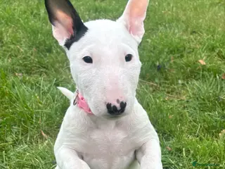 English Bull Terrier dogs Outstanding female bullterrier - Advert 17